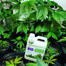 Load image into Gallery viewer, Big Buds Super Concentrate